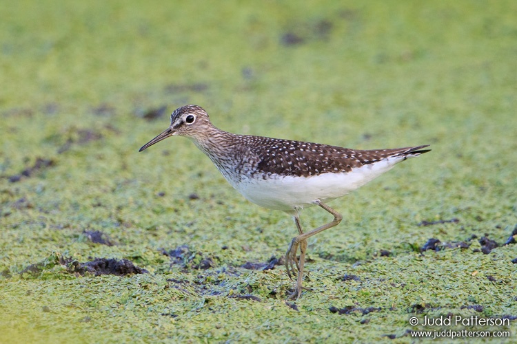Solitary Sandpiper, Peaceful Waters, Florida, United States